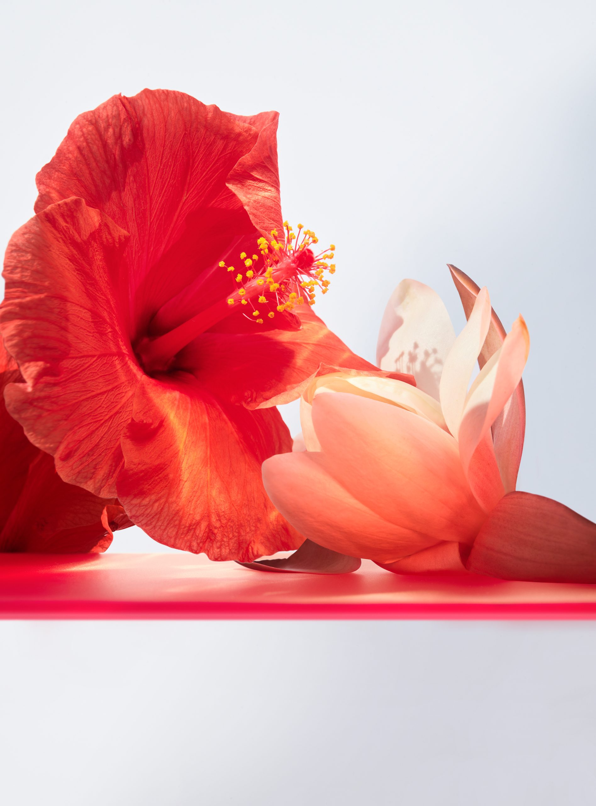 BVLGARI_Omnia_Coral 3_v2option